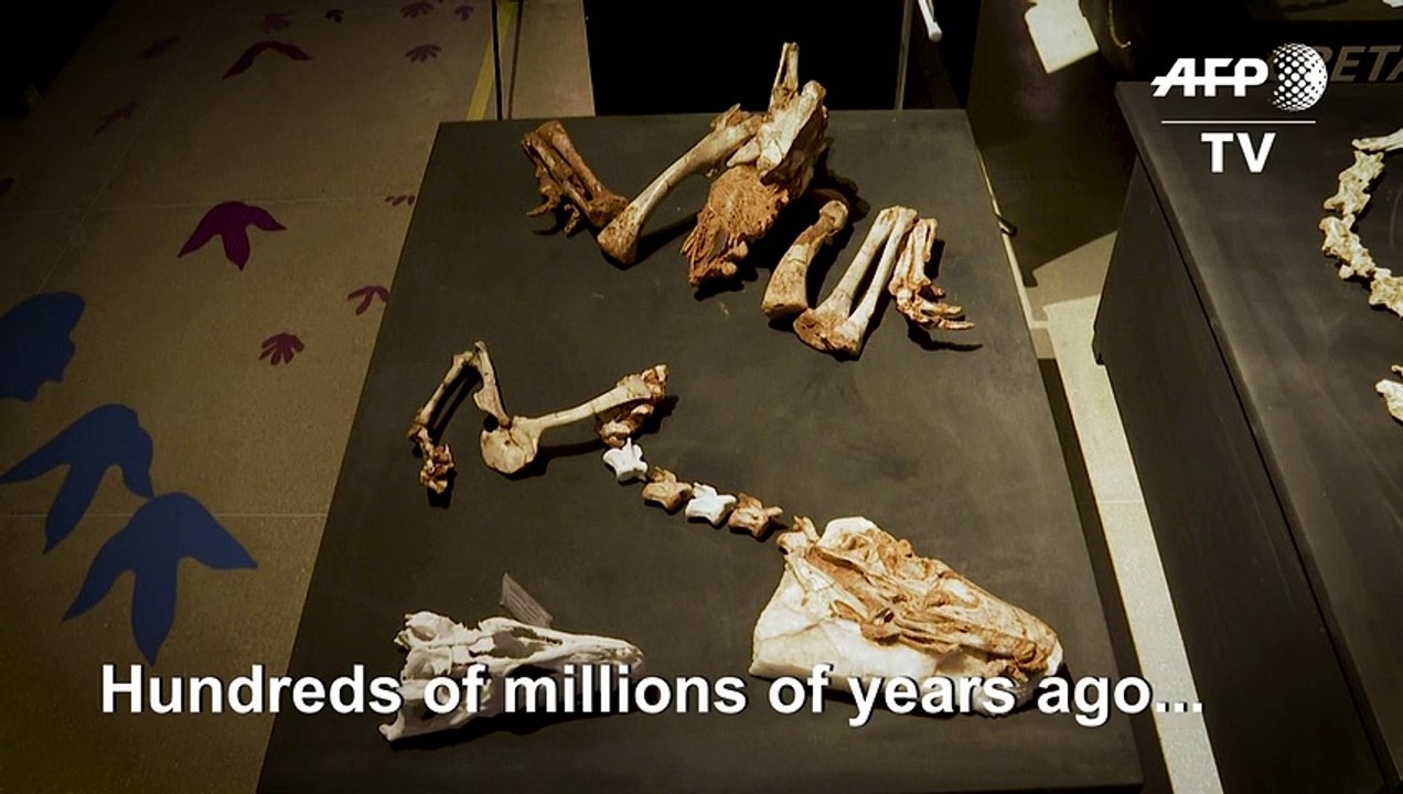 In Brazil's pampas, a Triassic Park once flourished