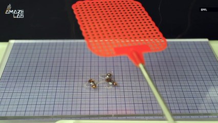 Robo-Insect Can Carry a Load and Survive a Swatting
