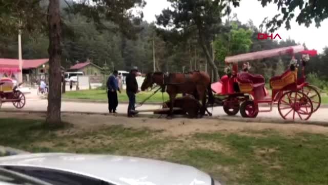 Bolu abant'ta fayton çeken atlar - arşiv