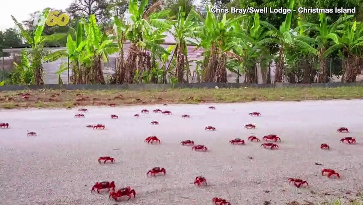 These “Crab-Sweepers” are How Christmas Islanders Navigate Migration Season