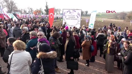 Kocaeli-izmit kadın kooperatifi 23 bin lavantayı toprakla buluşturdu