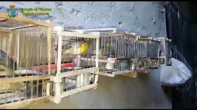 Volatili specie protette salvate a Reggio Calabria