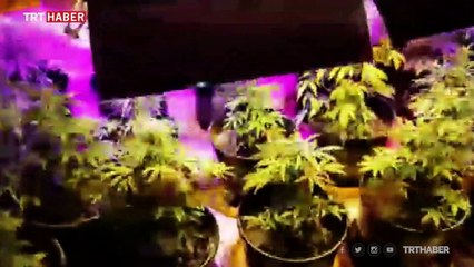 Evine kurduğu sera ile Hint keneviri yetiştiren kişi tutuklandı