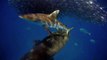 Sharks Round up Bait Balls on the Ningaloo Reef