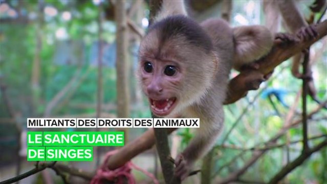 Découvrez un sanctuaire de singes au milieu de la jungle de l'Equateur.