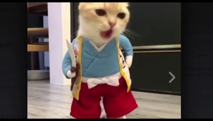 video-corto-y-chistosos-para-whatsapp