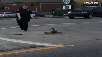 La agente Diane Lewis para el tráfico para ayudar a cruzar la calle a la familia de patos