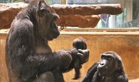 El momento en que la gorila Calaya pare a Moke y le hace los primeros mimos