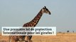 Une première loi de protection internationale pour les girafes !