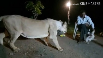 León Bosque Reall lion video