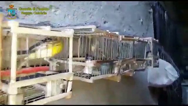 Reggio Calabria - Volatili detenuti illegalmente, denunciato bracconiere (20.12.19)