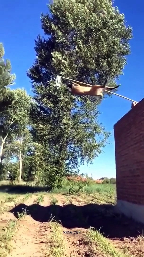 ⁣Smart Dog  | A Dog skill & movies | Dog better than men