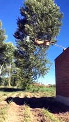 Smart Dog  | A Dog skill & movies | Dog better than men