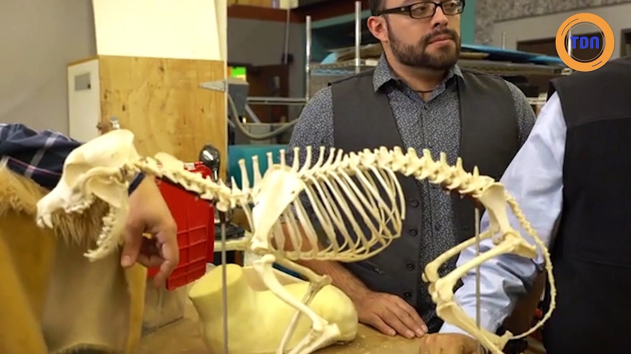 Des chiens robots pour aider les malades d'Alzheimer et de démence