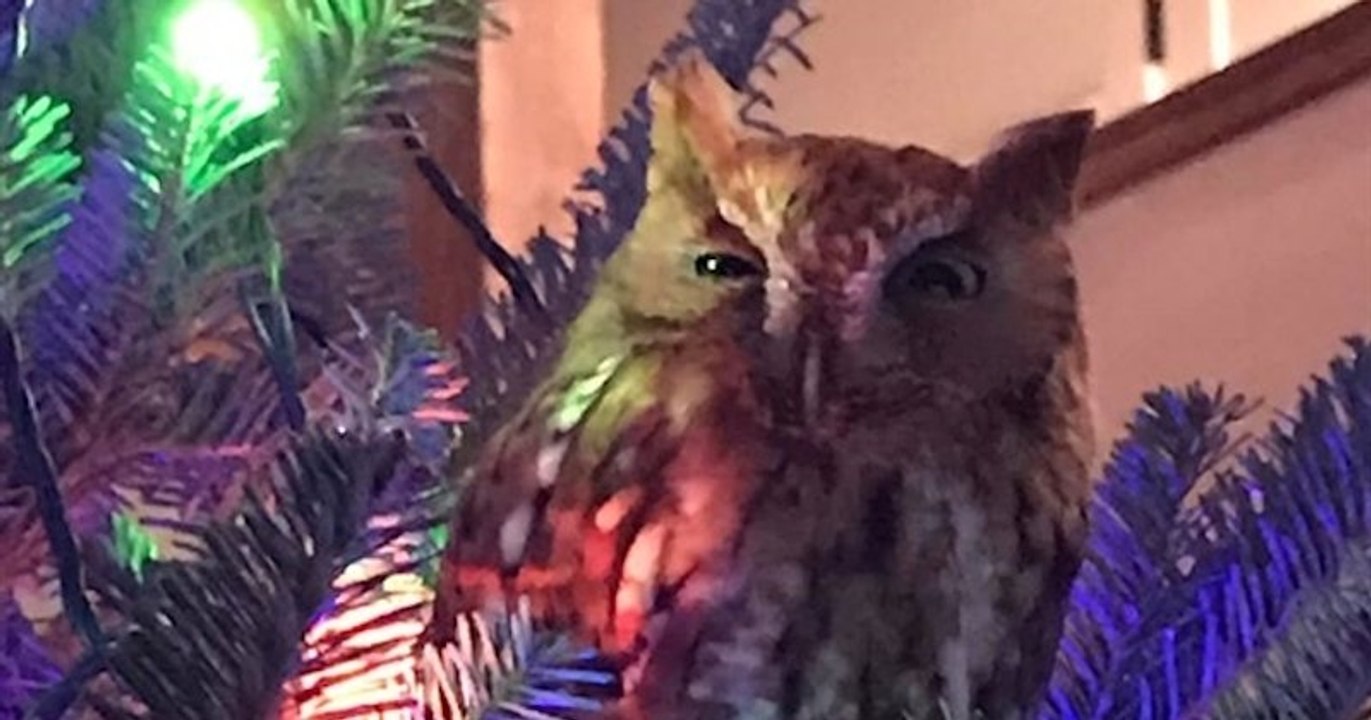 Cette famille tombe nez à nez avec un invité surprise entre les décorations de leur sapin de Noël