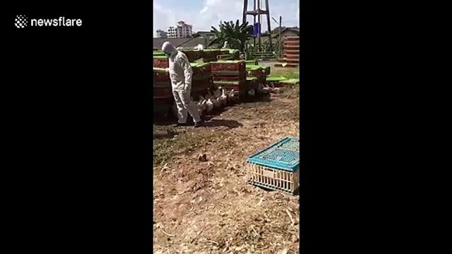 Shocking moment 4,000 illegally smuggled chickens are buried alive