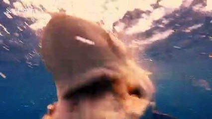 Diver gets up close with sharks during feeding frenzy off Florida's coast
