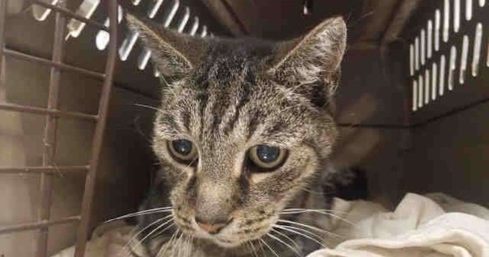 Sept ans après la disparition de son chat, cet homme retrouve enfin son compagnon