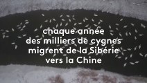 En Chine, l'hiver trop rude des cygnes migrateurs venus de Sibérie