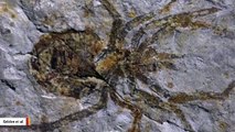 'Ancient Spider' Fossil Turns Out To Be Crayfish With Painted Legs