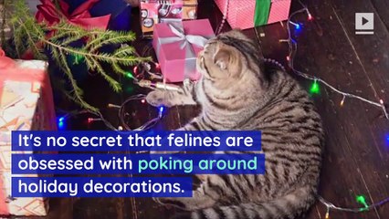 How to Keep Your Cat Away From the Christmas Tree