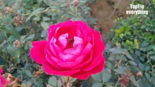 Butterfly | Roses | Bees | Flowers | Chirping Birds| Nature Short Videos