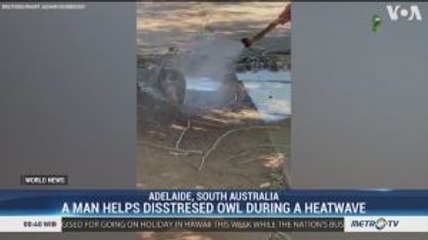 A Man Helps Disstresed Owl During a Heatwave