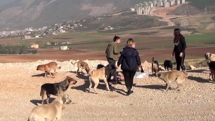 Gönüllü olarak sokak hayvanlarını besliyorlar