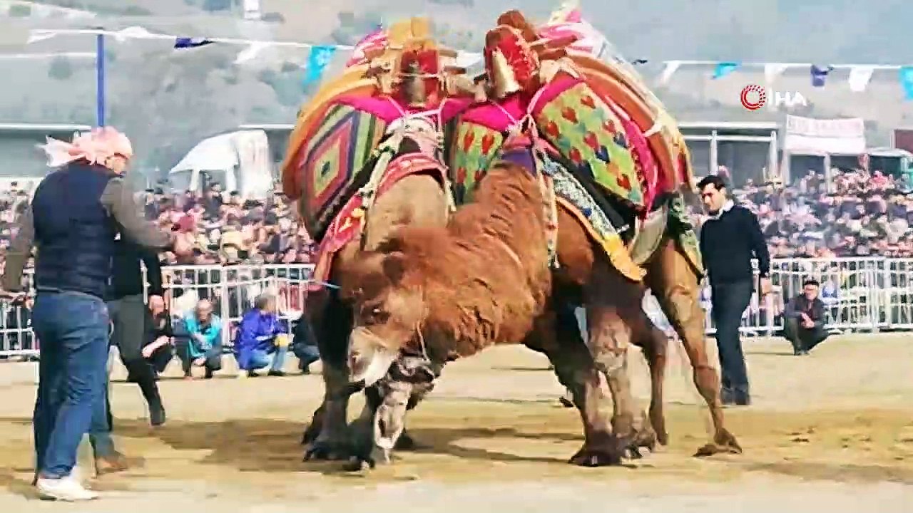 Başkan Çeçrioğlu, devesi 'Topuklu Efe'nin güreşini merakla izledi