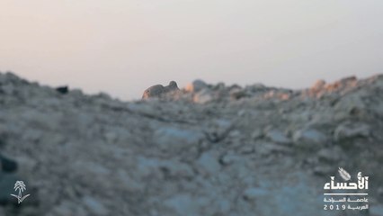 من جبل القارة إلى فندق الكوت التراثي.. مناطق لا تفوت زيارتها في الأحساء