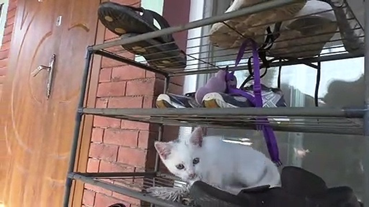 Cat is getting sunbath