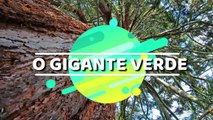 O GIGANTE verde As Sequoias Gigantes