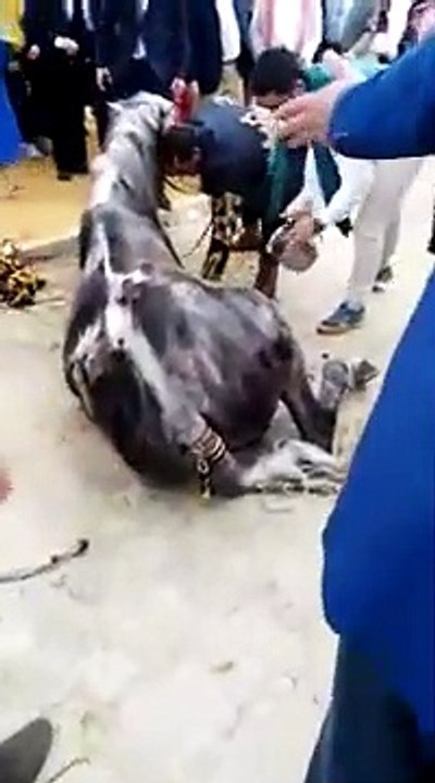 Muere un caballo en la Feria de Sevilla tras pasar todo el día sin comer ni beber