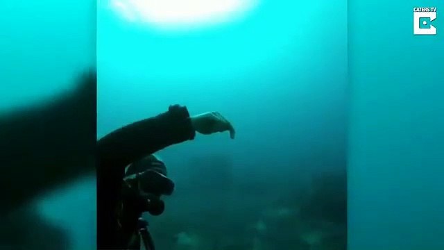 Buceador canario capta bajo el agua a uno de los animales más antiguos del mundo