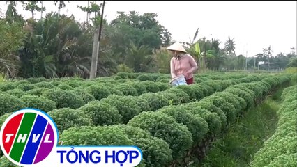 Làng hoa tết lao đao vì xâm nhập mặn bất thường