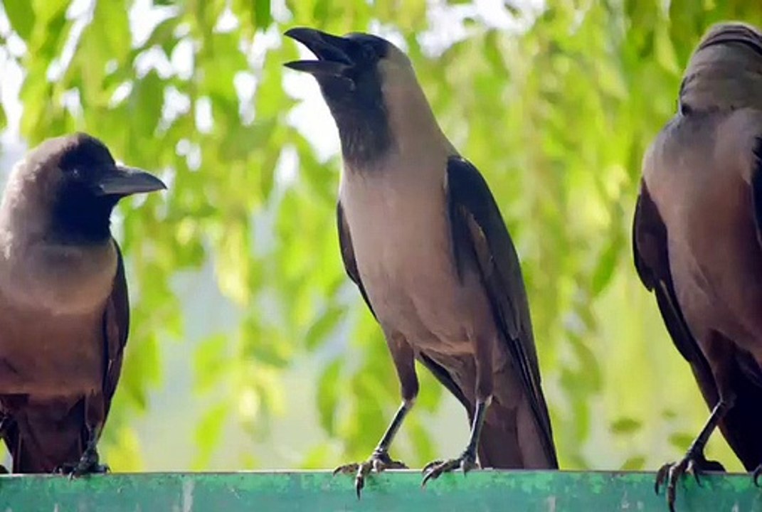 Crow call Sounds effect Loudly