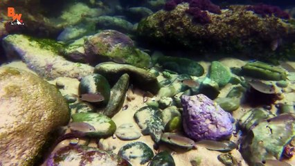 WILL IT INK-! - Catching an Octopus