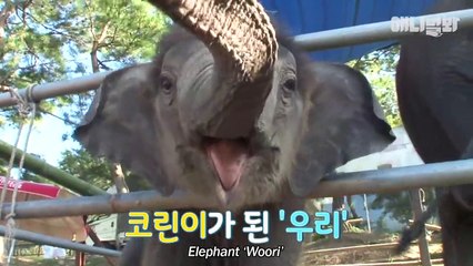 엄마코끼리가 잠든 아기코끼리 깨우는 방법 (대박ㅋ) ㅣ Watch How A Mama Elephant Wakes Her Baby Elephant Up LIT