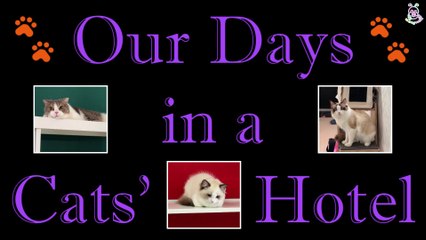 BLACKPINK Lalisa's cats - LEO, LUCA & LILY - Our Days in Cocobono Hotel