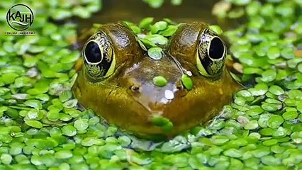 मेंढक की मोहब्बत और उसकी वफादारी जानकर आप दंग रह जाएंगे | You will be stunned by the frog and its loyalty