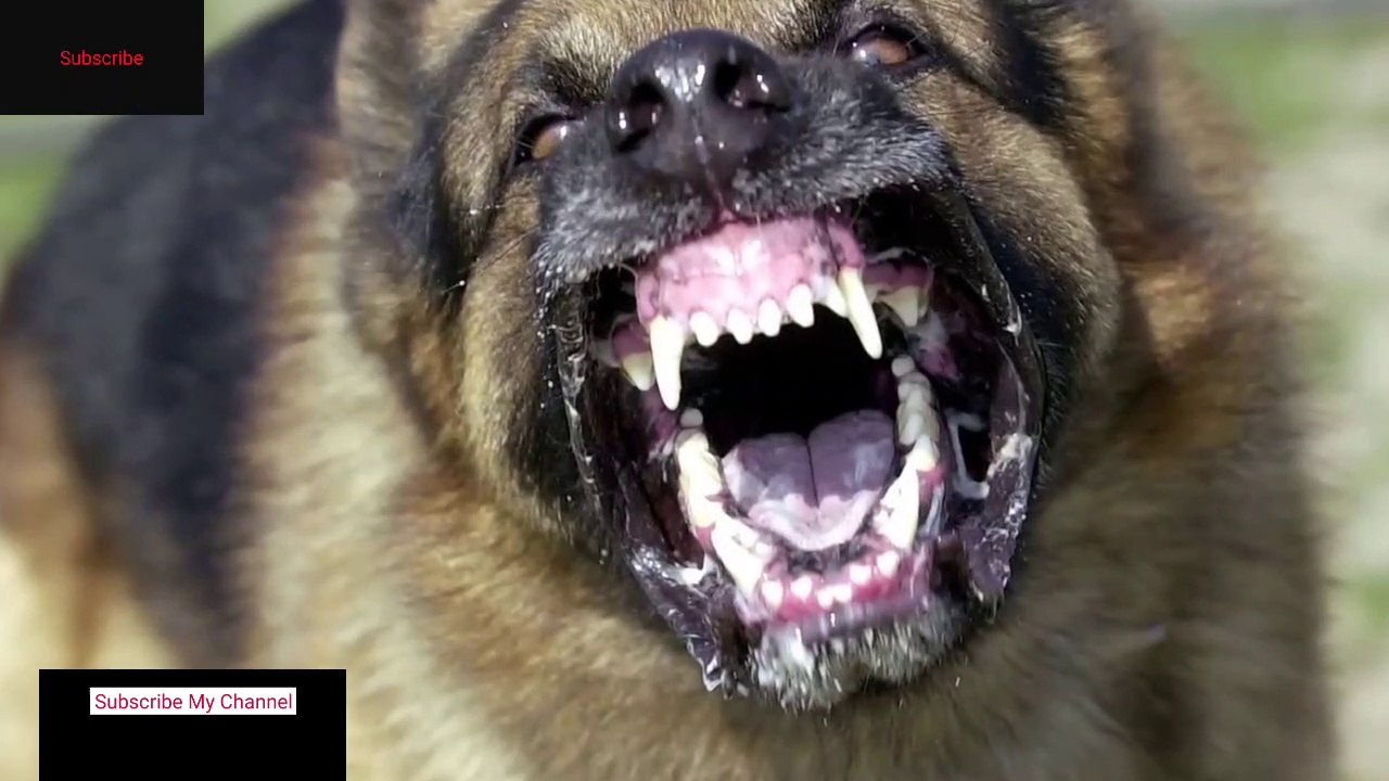 MOST Dangerous Dog Breeds in the World 2020 | top dangerous dogs | Baber Tv