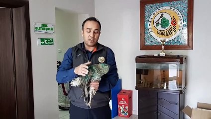 Saçmayla vurulan üç şahine ilk müdahaleyi orman şefi yaptı