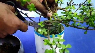 Jade Plant | Cascade Bonsai | Making | In Hindi | The Smart Gardener