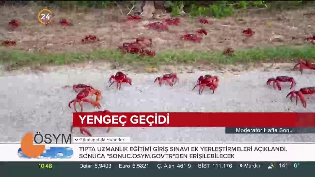 YENGEÇLER YOLLARDA