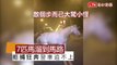 台南7匹馬溜到馬路嚇壞駕駛 拒捕狂奔警車時速40追不上...
