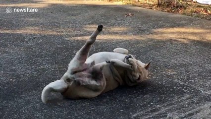 Funny moment dog appears to ride air bicycle
