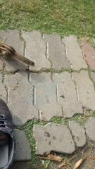 गिलहरी/squirrel/khiskoli