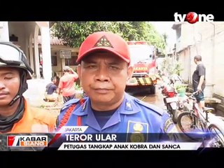 Petugas Tangkap Sanca dan 2 Kobra di Kantor PPA Pemprov DKI