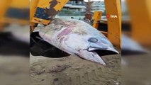 Dev 'Orkinos balığı' kıyıya vurdu