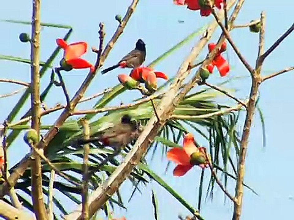 বাংলাদেশের পাখি _ BIRDS_ VARIETY IN BANGLADESH, (BanglA DancE)